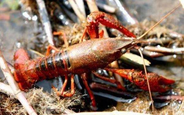 小龙虾养殖的投饵要点_养虾