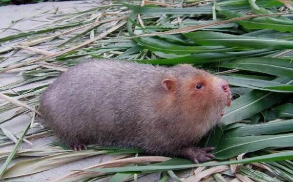 竹鼠的药物饲料有哪些?_竹鼠养殖