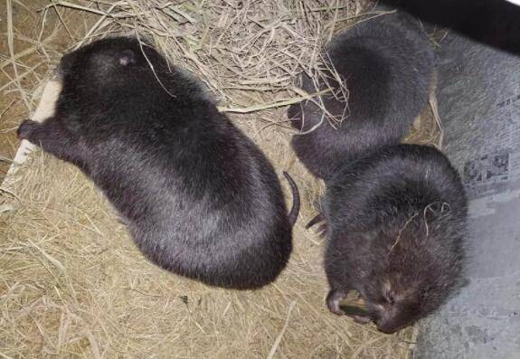 竹鼠的寿命有多长,竹鼠能活多久_养殖问答