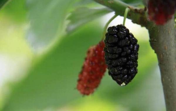 桑葚的肥水管理技术总结_瓜果种植