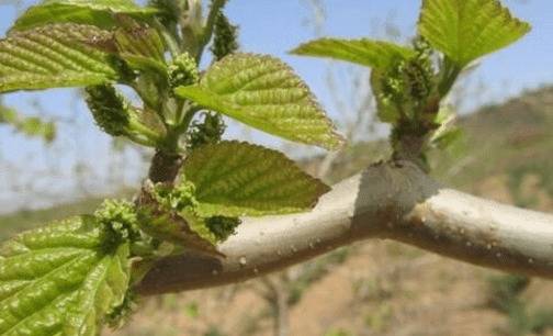 桑树定形修剪的技术总结_瓜果种植