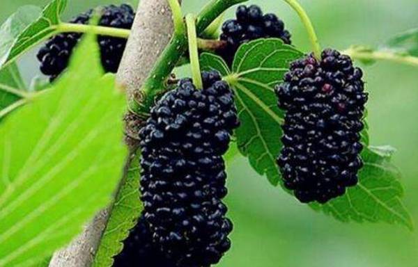 桑树定形修剪的技术总结_瓜果种植