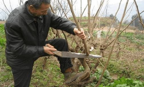 桑树定形修剪的技术总结_瓜果种植