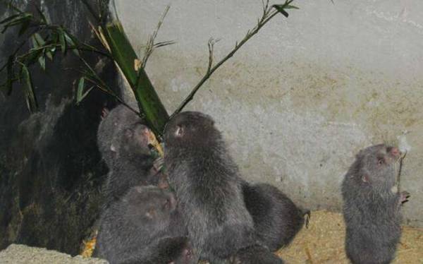 不同地区竹鼠价格行情大全_竹鼠养殖