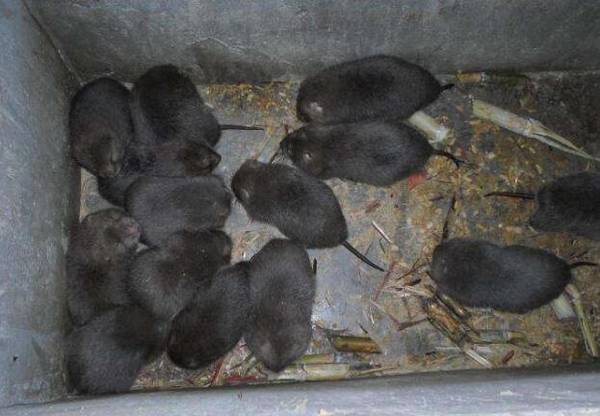 竹鼠群养的几点注意事项_竹鼠养殖