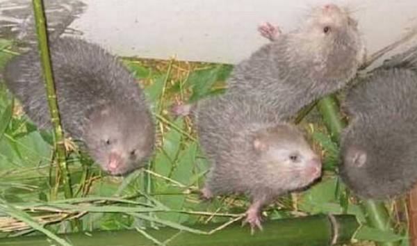 竹鼠中暑的防治方法_竹鼠养殖