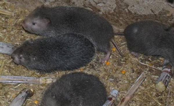 竹鼠感冒的防治方法_竹鼠养殖