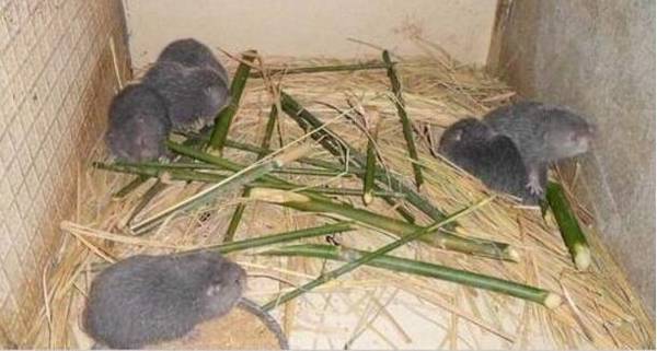 竹鼠牙齿断裂的处理方法_竹鼠养殖