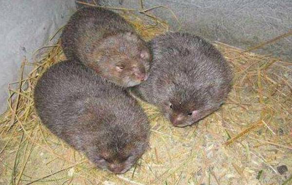 竹鼠常见疾病的防治方法_竹鼠养殖