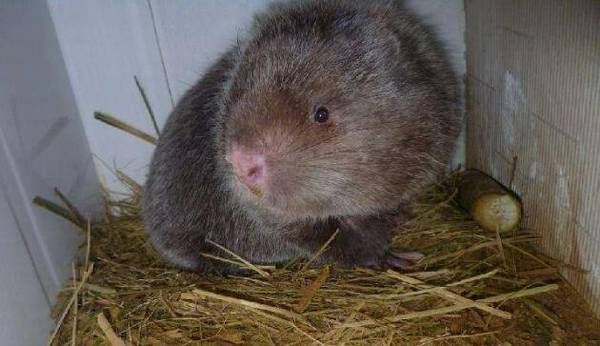 �������ݱ�ڵ�ԭ���������ݱ�ڵķ��η���_������ֳ