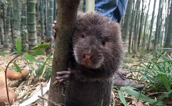 �������ݱ�ڵ�ԭ���������ݱ�ڵķ��η���_������ֳ