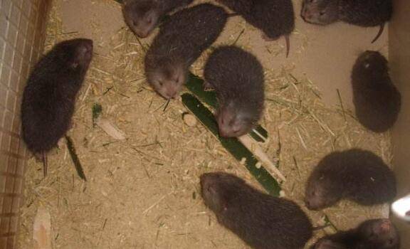 竹鼠产后不食的三大原因_竹鼠养殖
