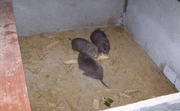 竹鼠鼻炎的症状及治疗方法_竹鼠养殖