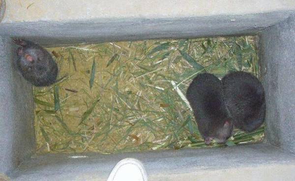 竹鼠鼻炎的症状及治疗方法_竹鼠养殖