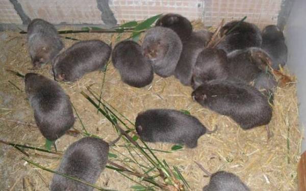 ��������ˮ�ĳ���ԭ�����_������ֳ