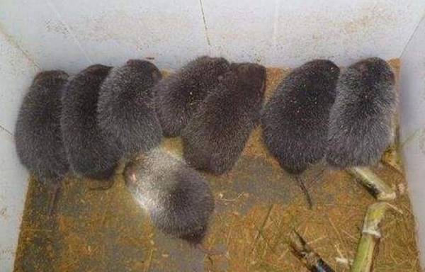 ��������ˮ�ĳ���ԭ�����_������ֳ