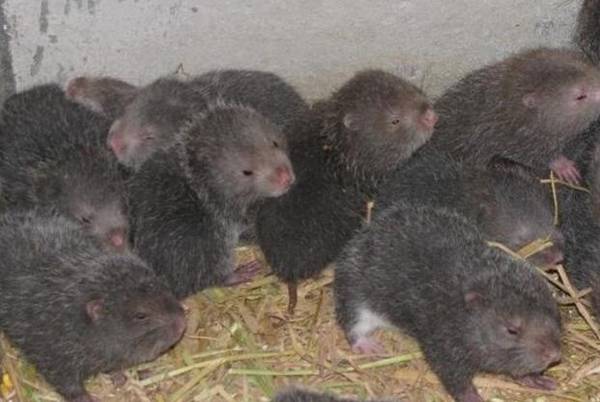 竹鼠常见疾病的防治方法_竹鼠养殖