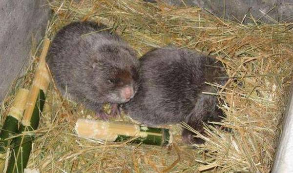 竹鼠拉稀怎么办,竹鼠拉稀四大病因分析_竹鼠养殖