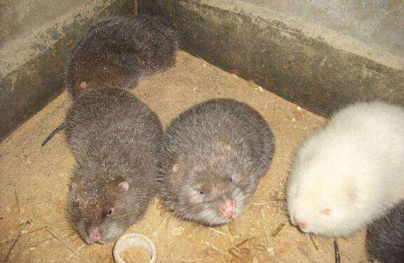 竹鼠拉稀的症状及治疗方法_竹鼠养殖