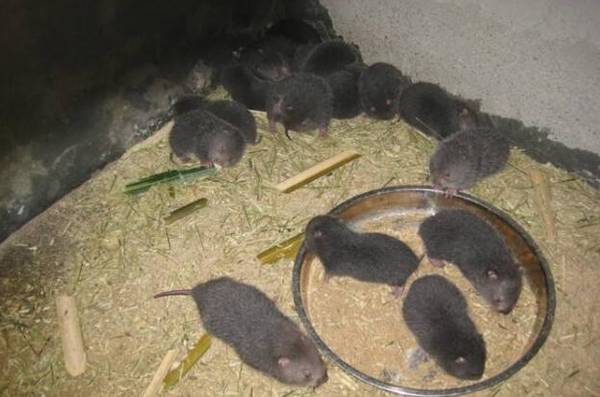 四川竹鼠价格最新行情_竹鼠养殖