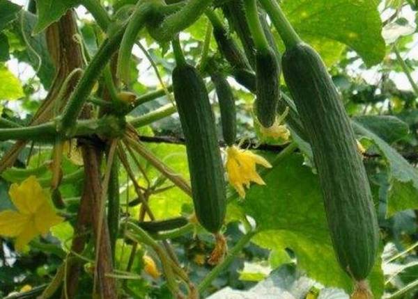 露地黄瓜的栽培方法详解_蔬菜种植
