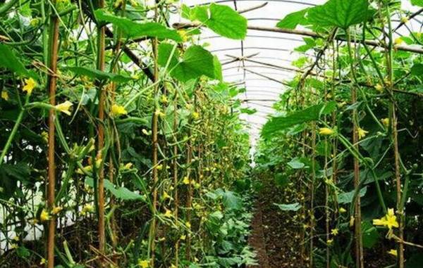 早春大棚黄瓜的育苗时间详解_蔬菜种植