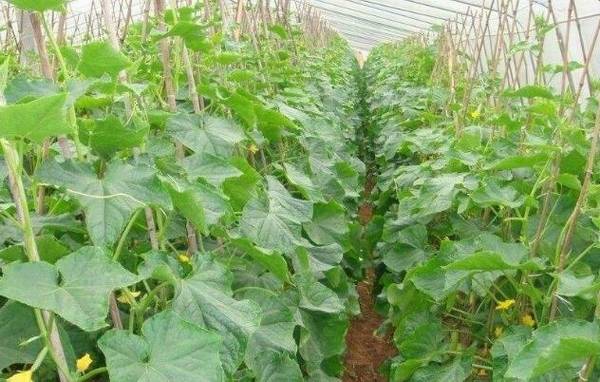 春黄瓜播的种技术详解_蔬菜种植