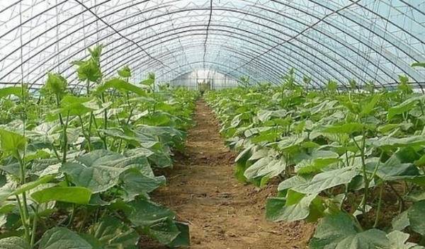 黄瓜播种移栽的技术要点_蔬菜种植