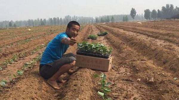 黄瓜播种移栽的技术要点_蔬菜种植