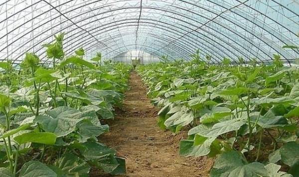 黄瓜整地定植的技术要点_蔬菜种植