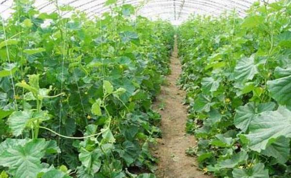 适合大棚种植的五个黄瓜品种_蔬菜种植