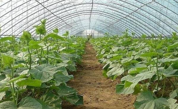 黄瓜冬季生长的适宜温度为多少_蔬菜种植