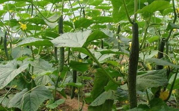 黄瓜冬季生长的适宜温度为多少_蔬菜种植