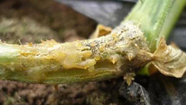 黄瓜常见病害总结_蔬菜种植