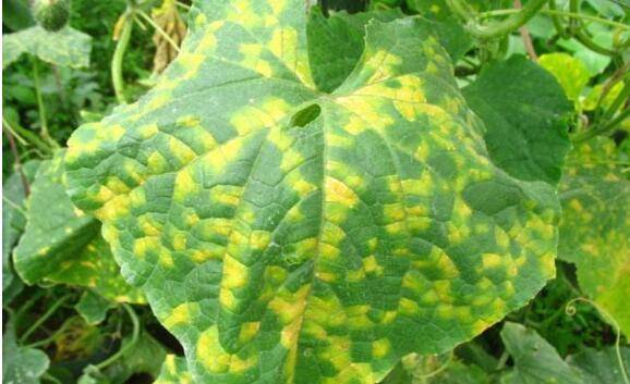 黄瓜常见病害总结_蔬菜种植