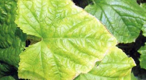 黄瓜焦边叶病的防治方法总结_蔬菜种植