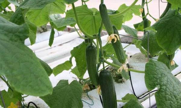 黄瓜焦边叶病的防治方法总结_蔬菜种植