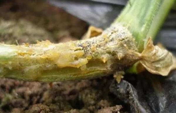 黄瓜蔓枯病的发病症状及治疗方法_蔬菜种植