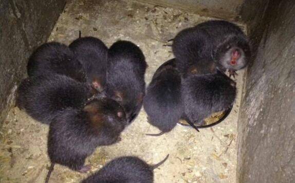 竹鼠的四大开发价值,小竹鼠有大价值_竹鼠养殖