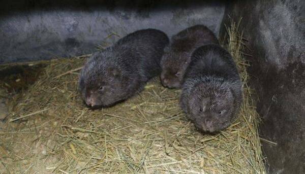 养殖200只竹鼠的年利润估算_竹鼠养殖