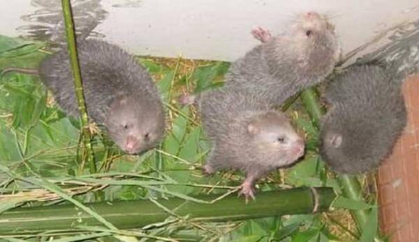 竹鼠的四大开发价值,小竹鼠有大价值_竹鼠养殖