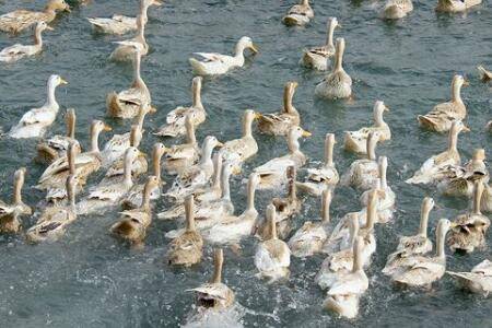 蛋鸭能不能喂酒糟?_养鸭