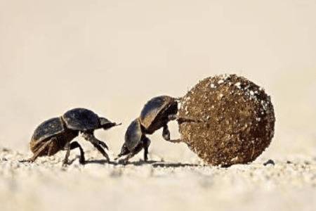 蜣螂吃什么_养殖问答