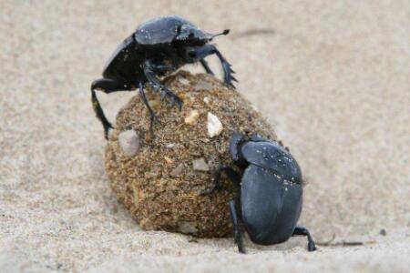 蜣螂吃什么_养殖问答