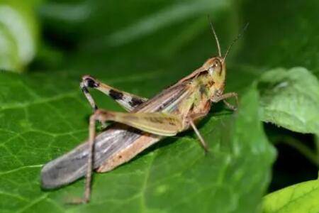 蝗虫怕火是什么原因_养殖问答