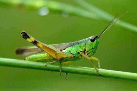 蝗虫怕火是什么原因_养殖问答