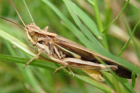 蝗虫怕火是什么原因_养殖问答