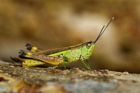 蝗虫会不会飞?_养殖问答