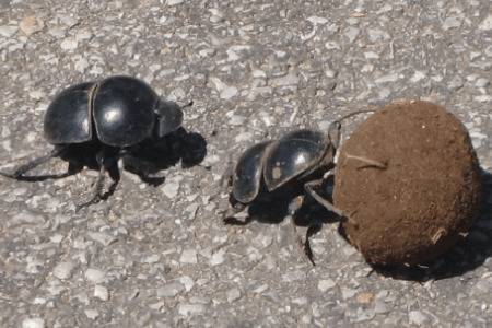 һֻ����������ж೤_��ֳ�ʴ�