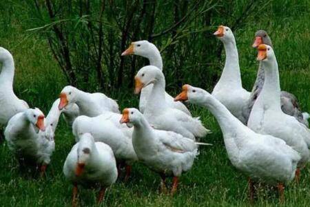 ������������_����